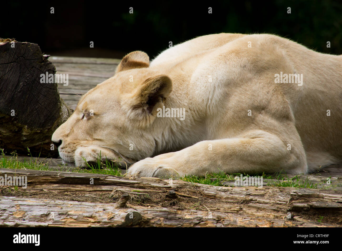 Löwen bei Paradise Wildlife Park, England Stockfoto