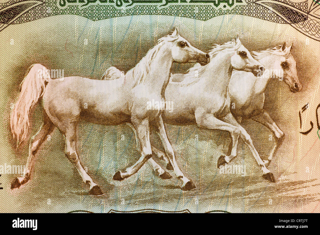 Arabische Pferde auf 25 Dinar 1978 Banknote aus dem Irak. Stockfoto