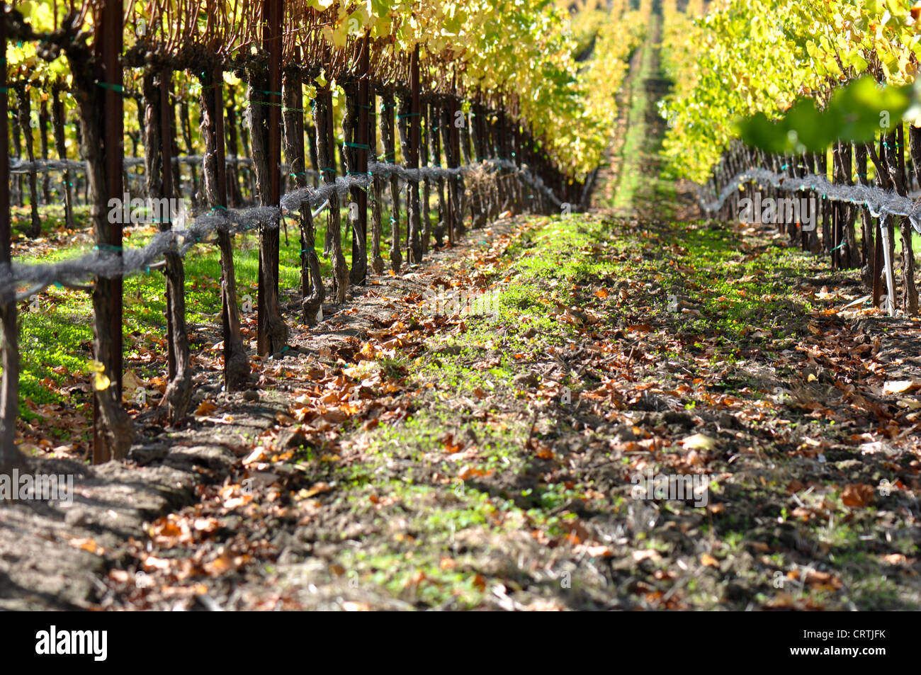 Herbst-Weingut im Napa Valley Stockfoto