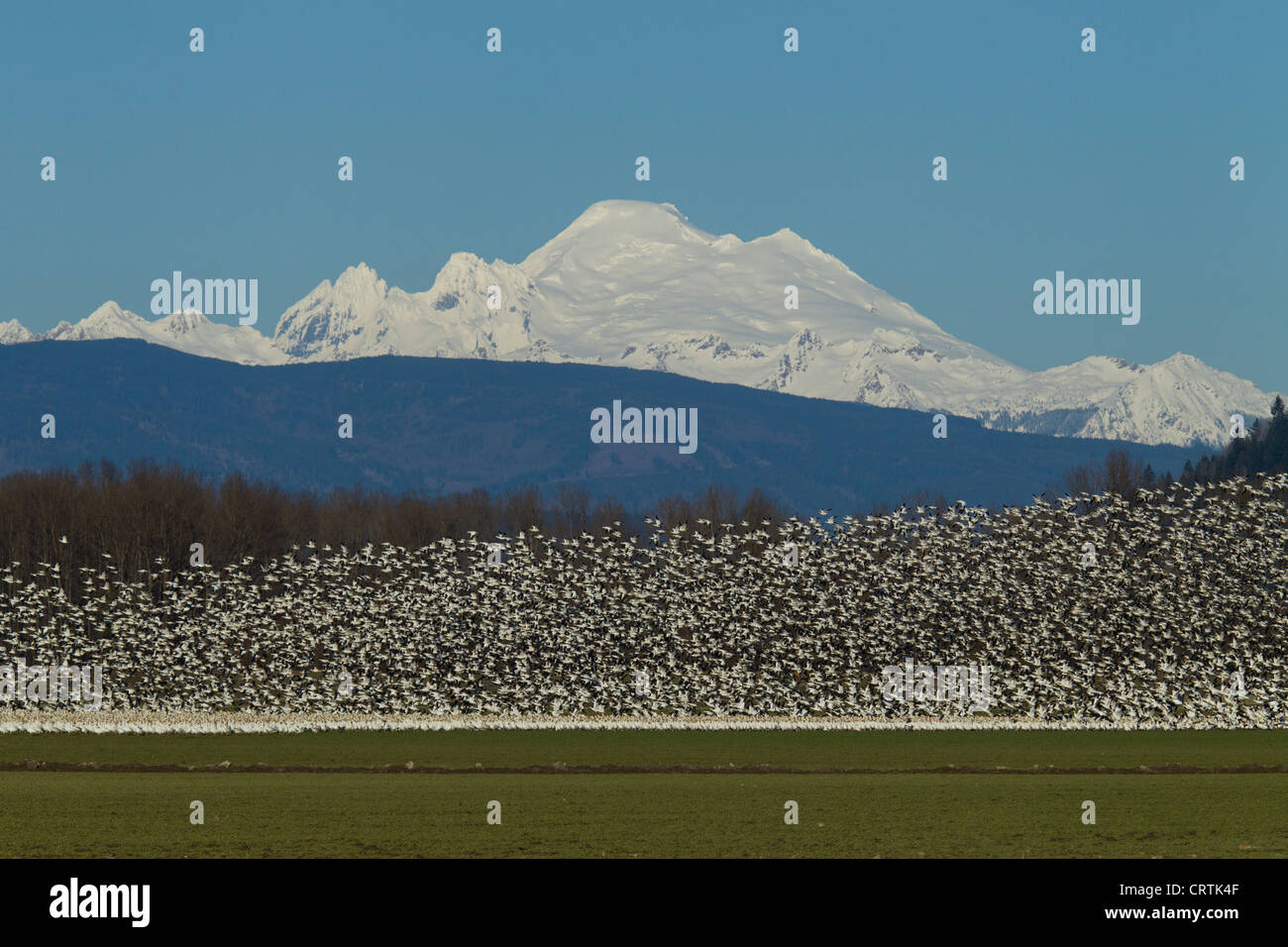 Herde von Schneegänsen fliegen mit Mt Baker im Hintergrund die Fir-Insel, Skagit Valley, Washington Stockfoto
