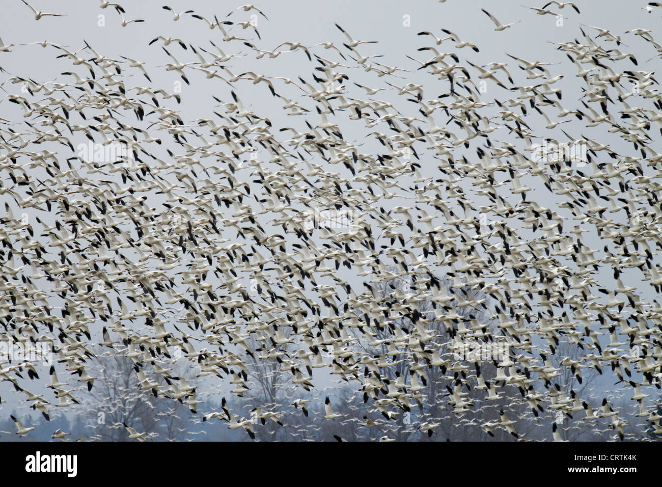 Schneegänse fliegen, Fir Insel Skagit Valley, Washington Stockfoto