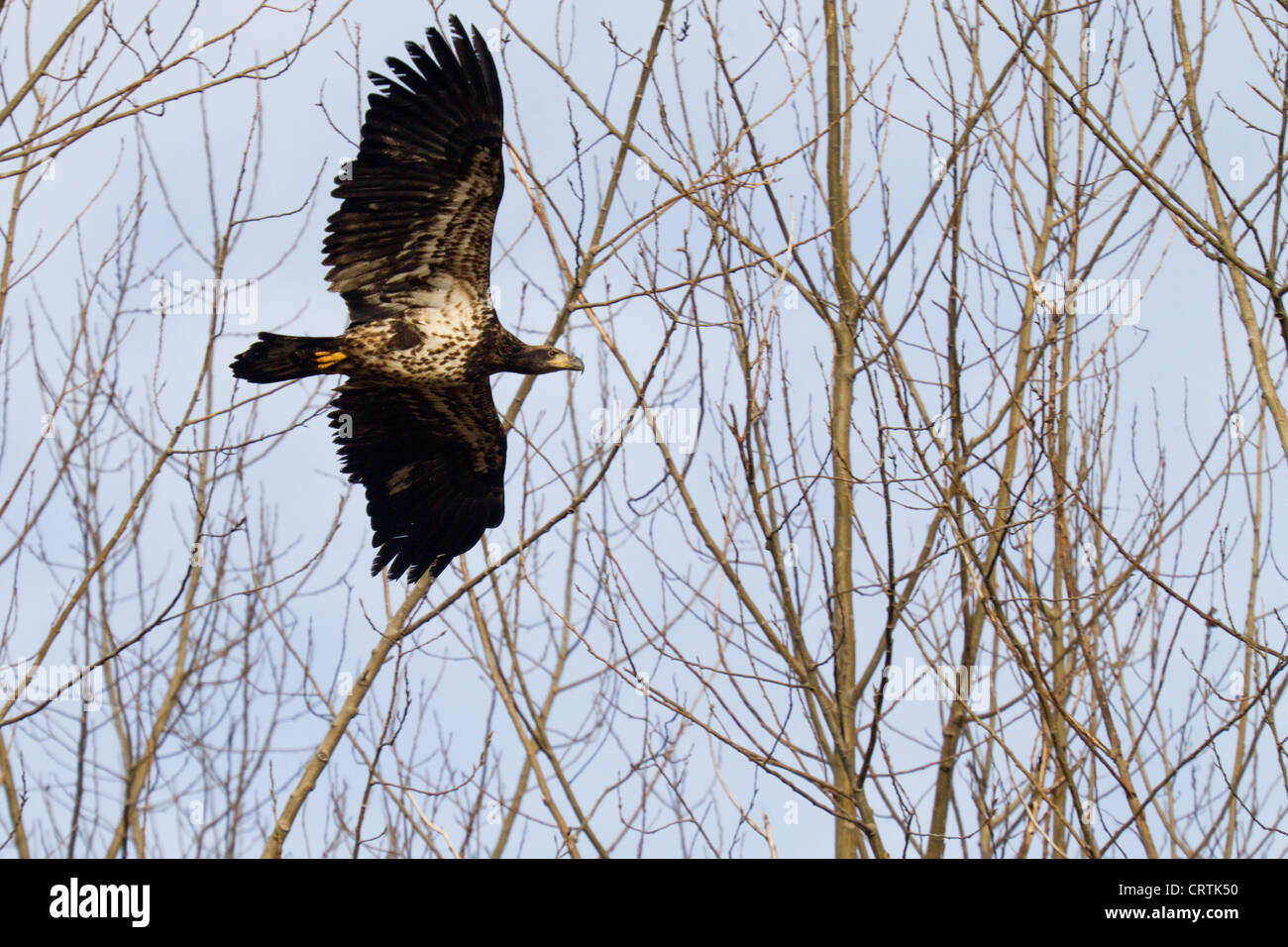 Unreife American Eagle fliegen, Skagit Valley, Washington Stockfoto