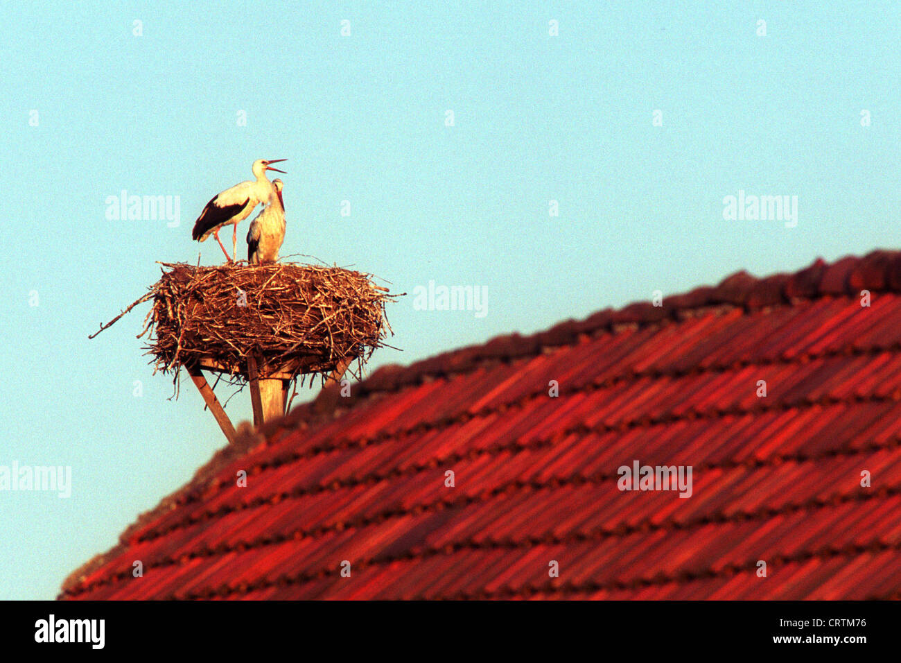 Störche in ihrem Nest auf dem Dach Stockfoto