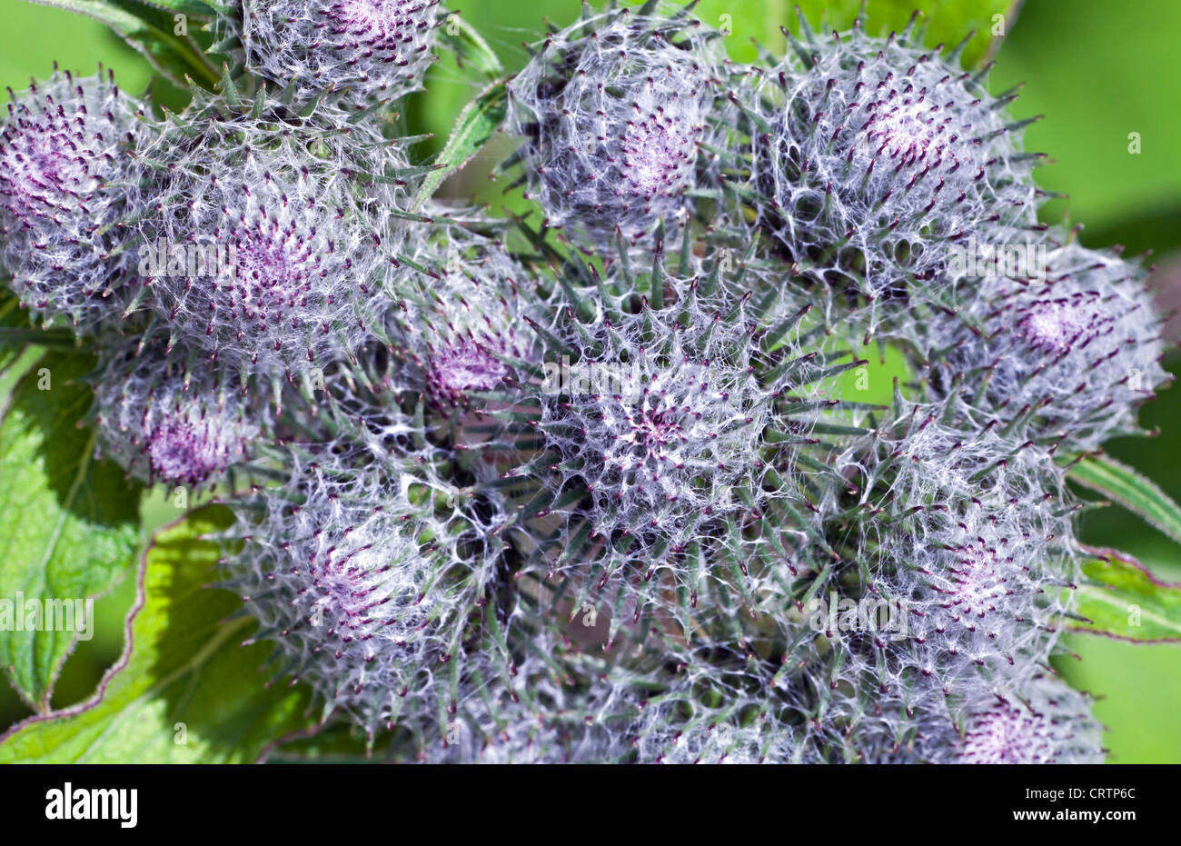 Nahaufnahme Foto Wild Klette Stockfoto