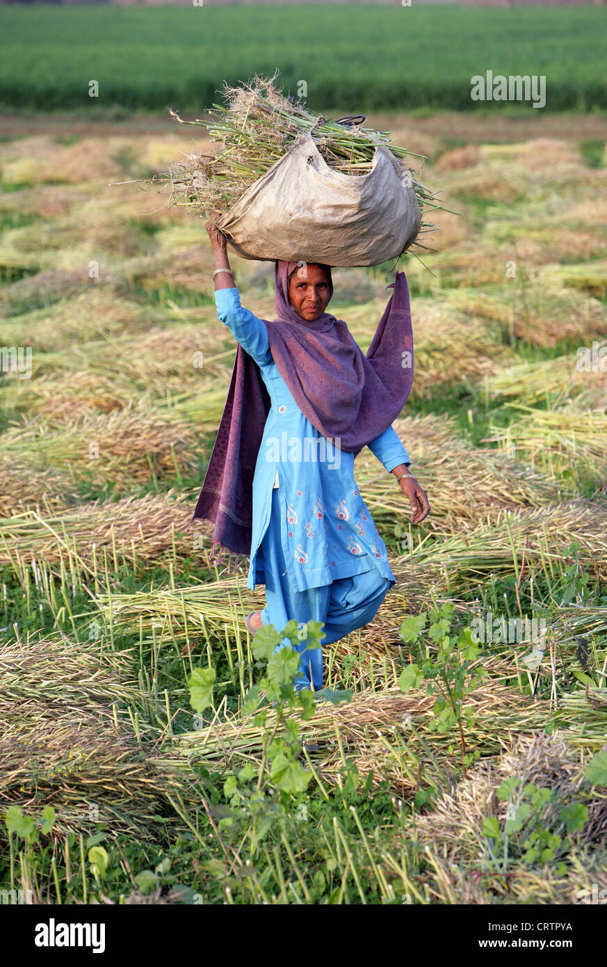 Bäuerin in ein Senf eingereicht mit der Ernte von Senf. Uttar Pradesh, Indien Stockfoto