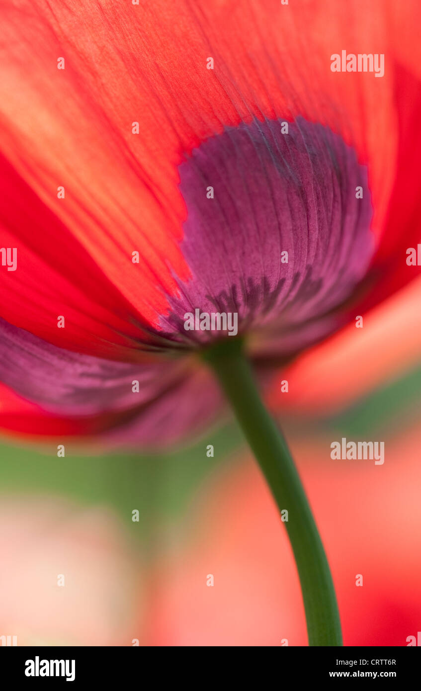 Red Poppy Flower Stockfoto