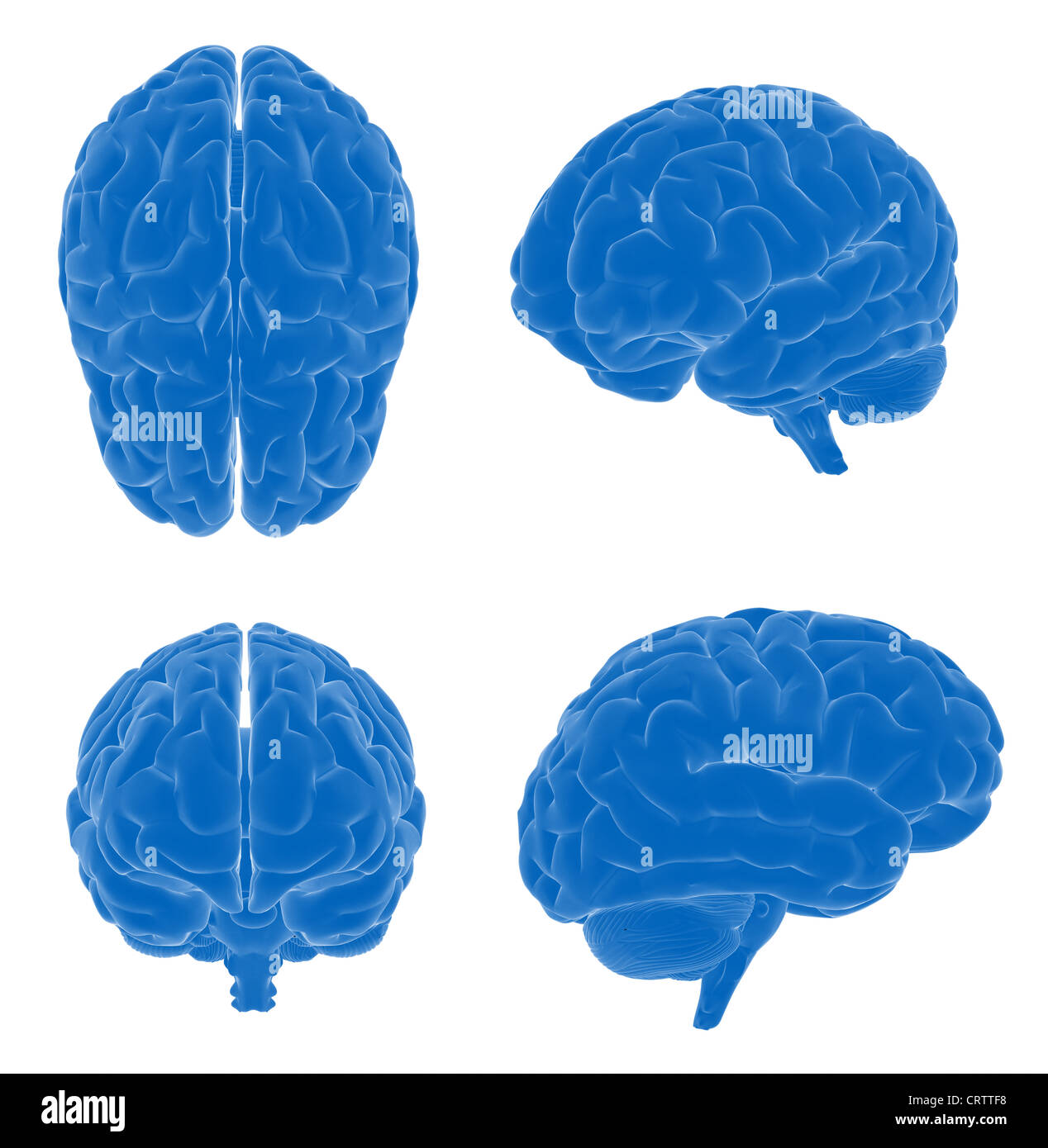 Menschliche Gehirn - verschiedene Ansichten Stockfoto