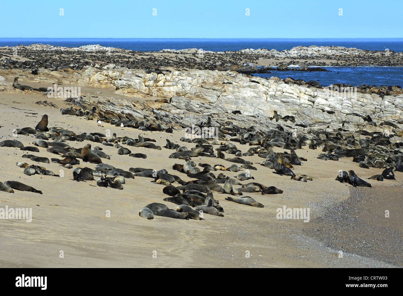 Kap-Seebären (Arctocephalus percivali) Stockfoto