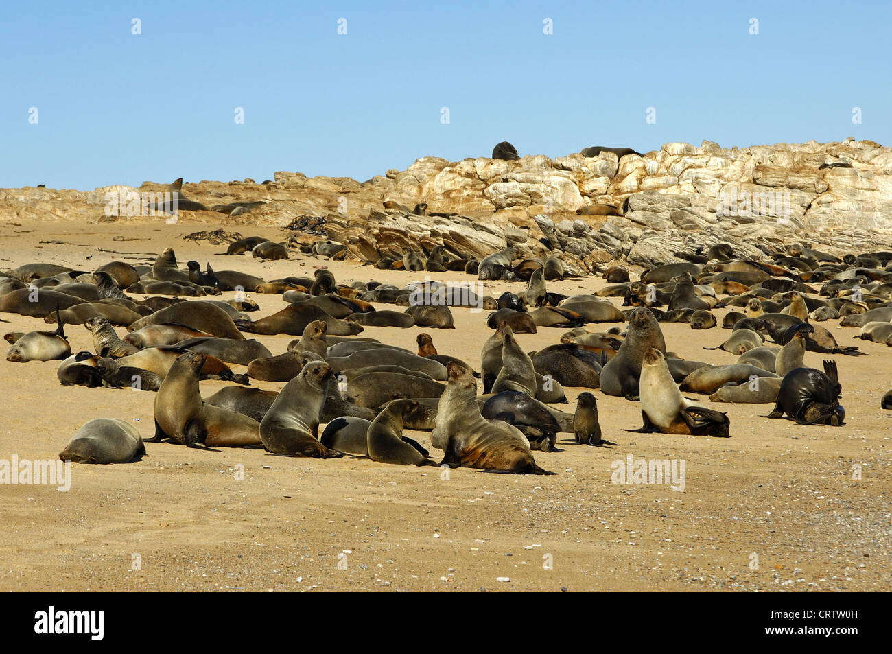 Kap-Seebären (Arctocephalus percivali) Stockfoto
