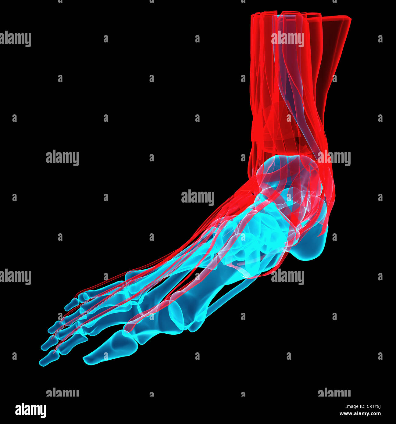 3D Abbildung eines Fußes mit Knochen und Sehnen Stockfoto