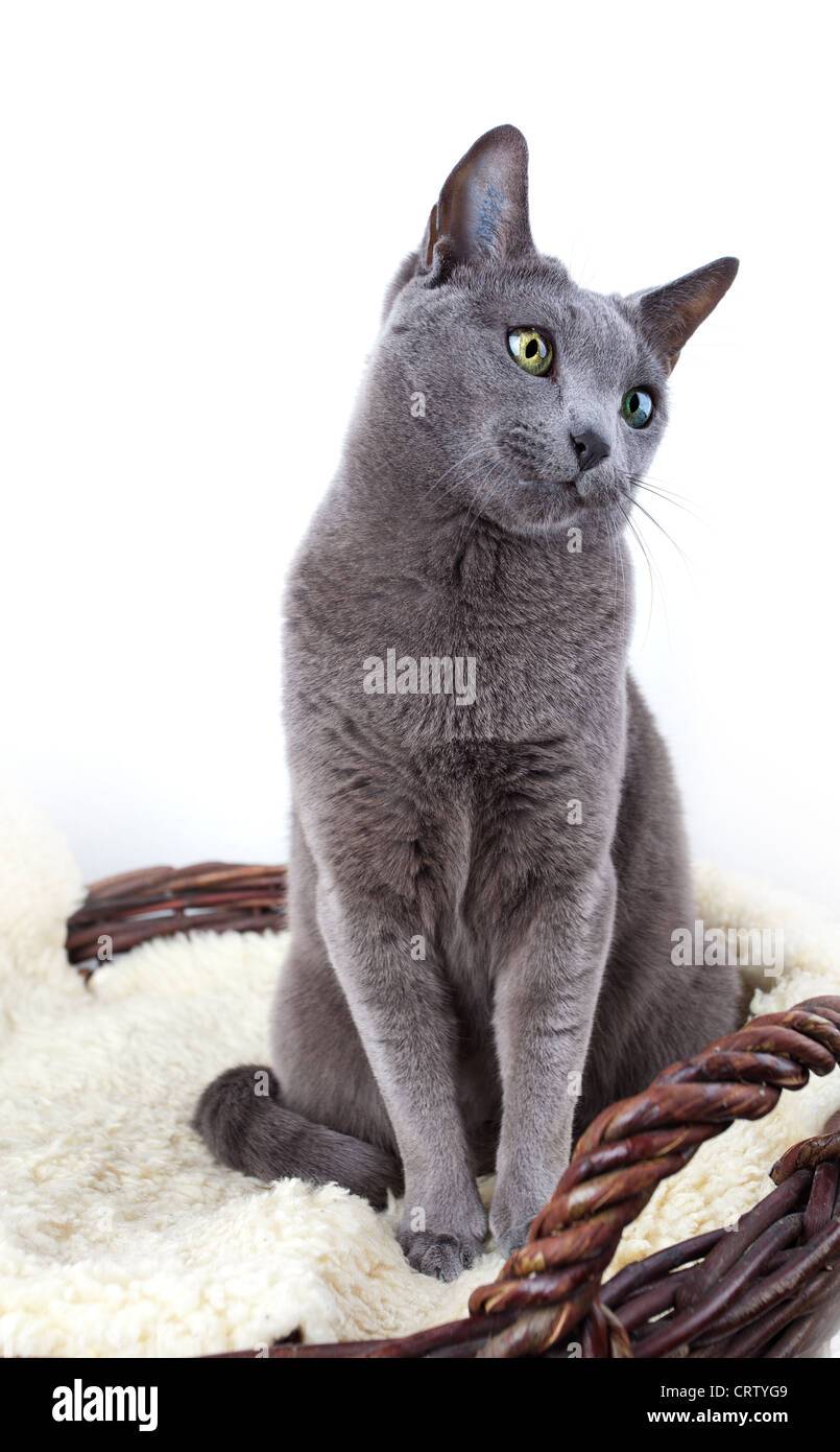 Russisch Blau Katze auf Lammfell Stockfoto