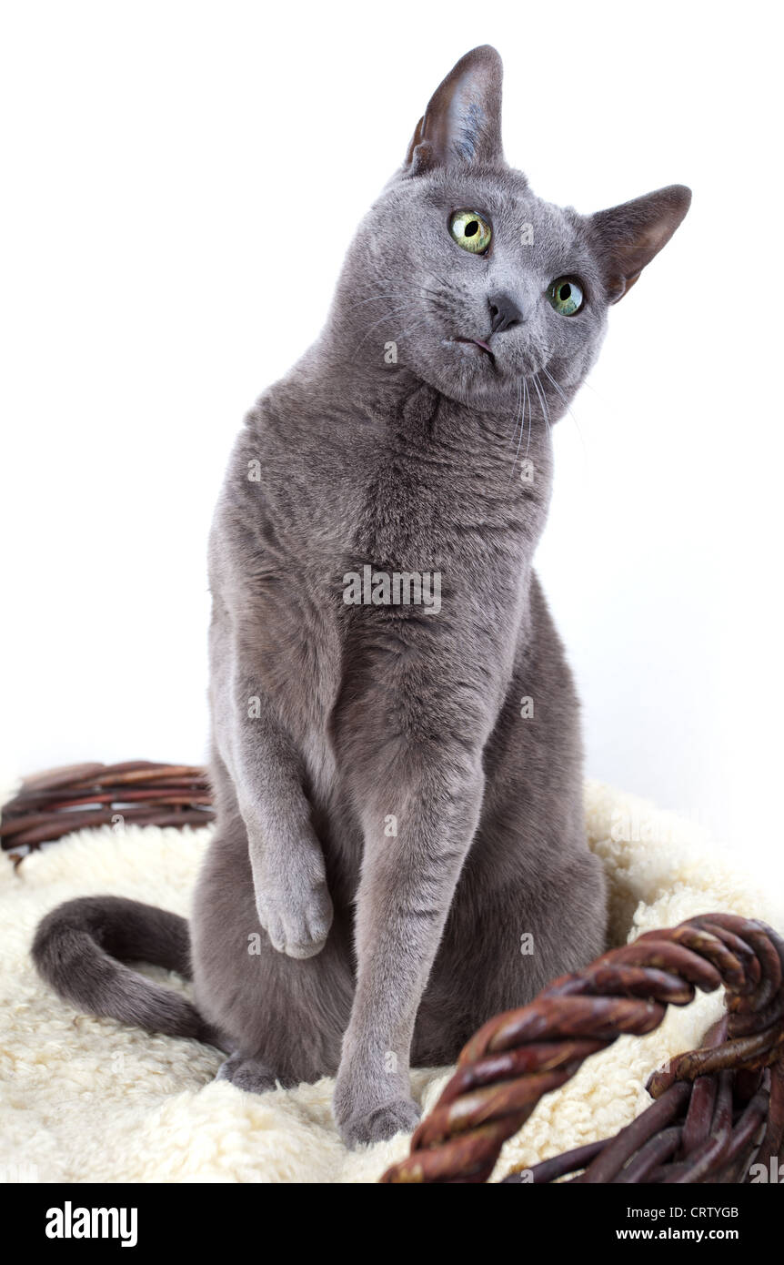 Russisch Blau Katze auf Lammfell Stockfoto