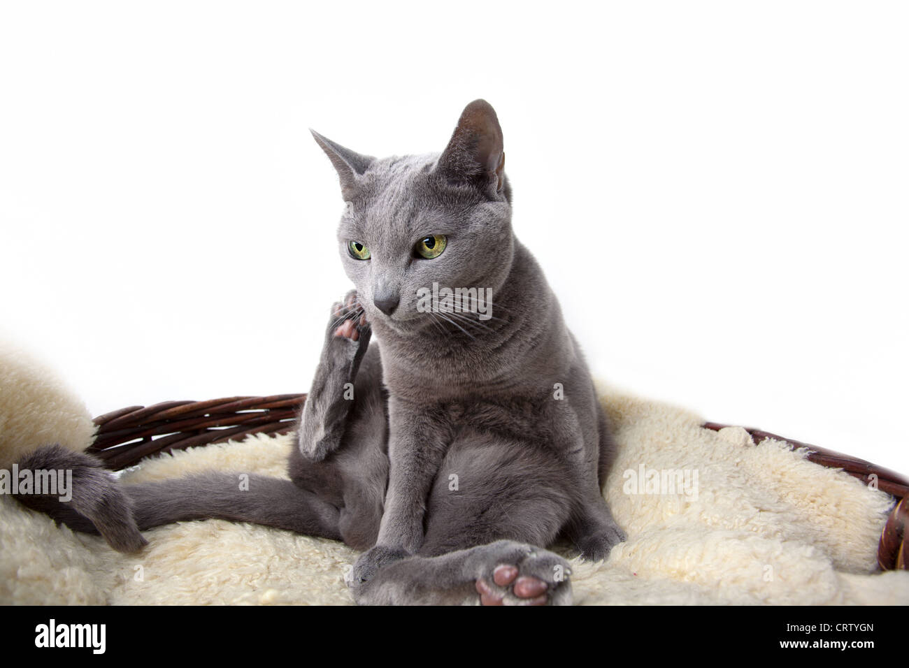 Russisch Blau Katze auf Lammfell Stockfoto