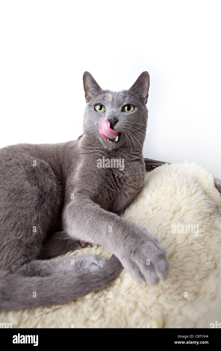Russisch Blau Katze auf Lammfell Stockfoto