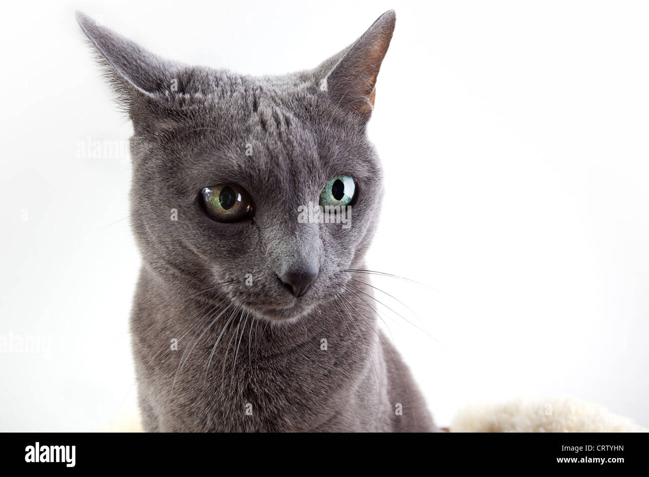 Russisch Blau Katze Stockfoto