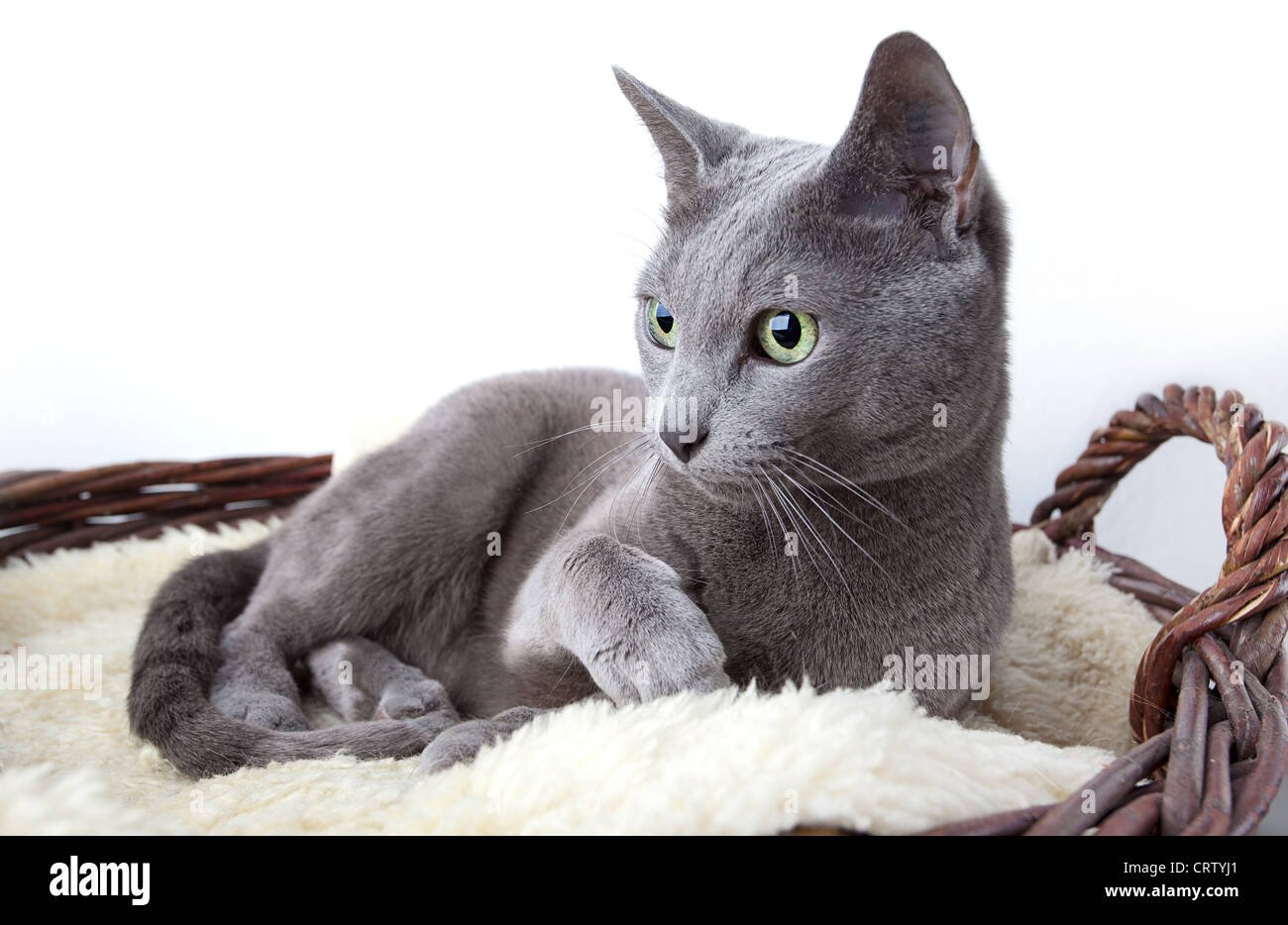 Russisch Blau Katze auf Lammfell Stockfoto