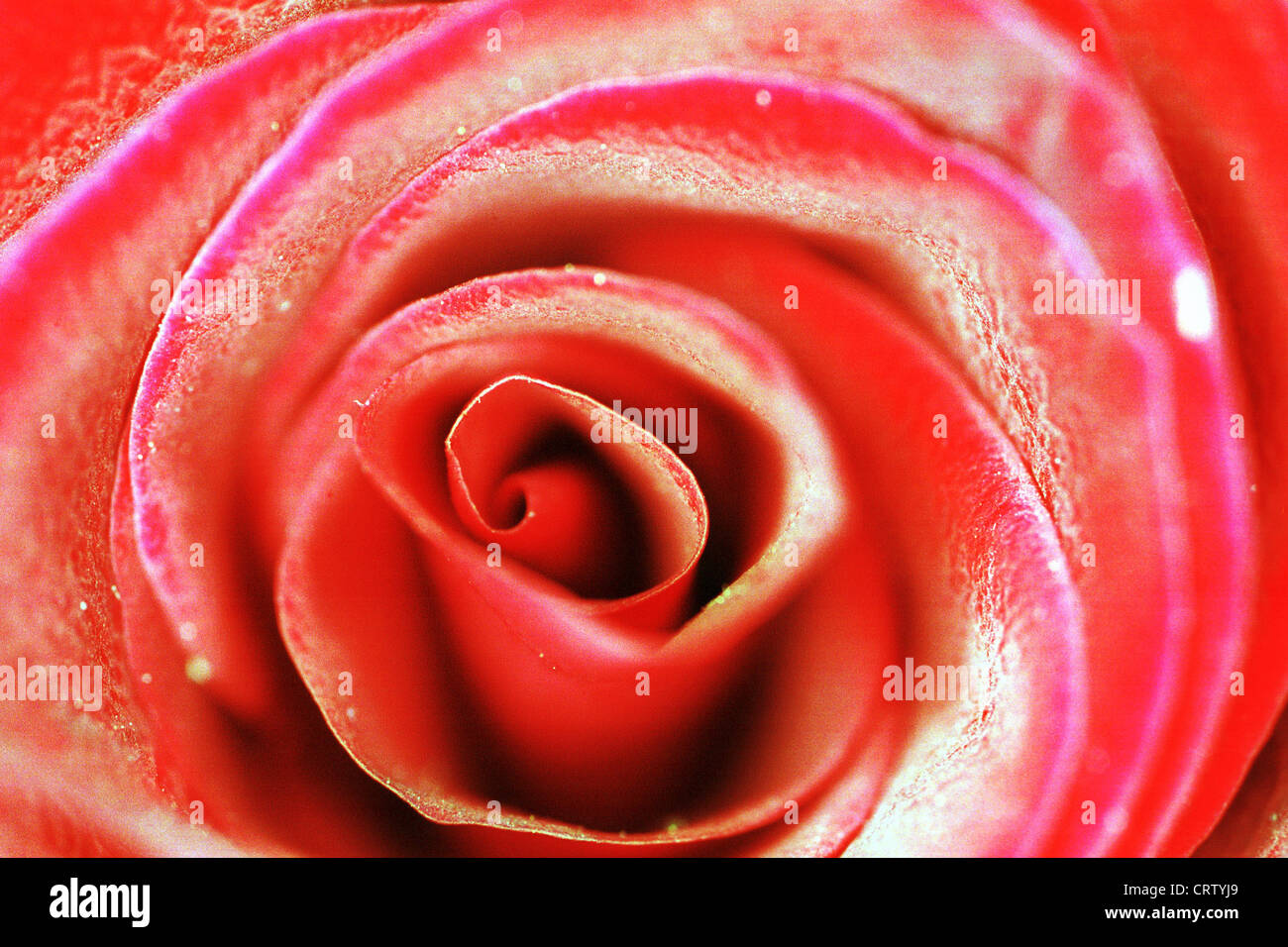 Blick in ein Rosenbluete Stockfoto