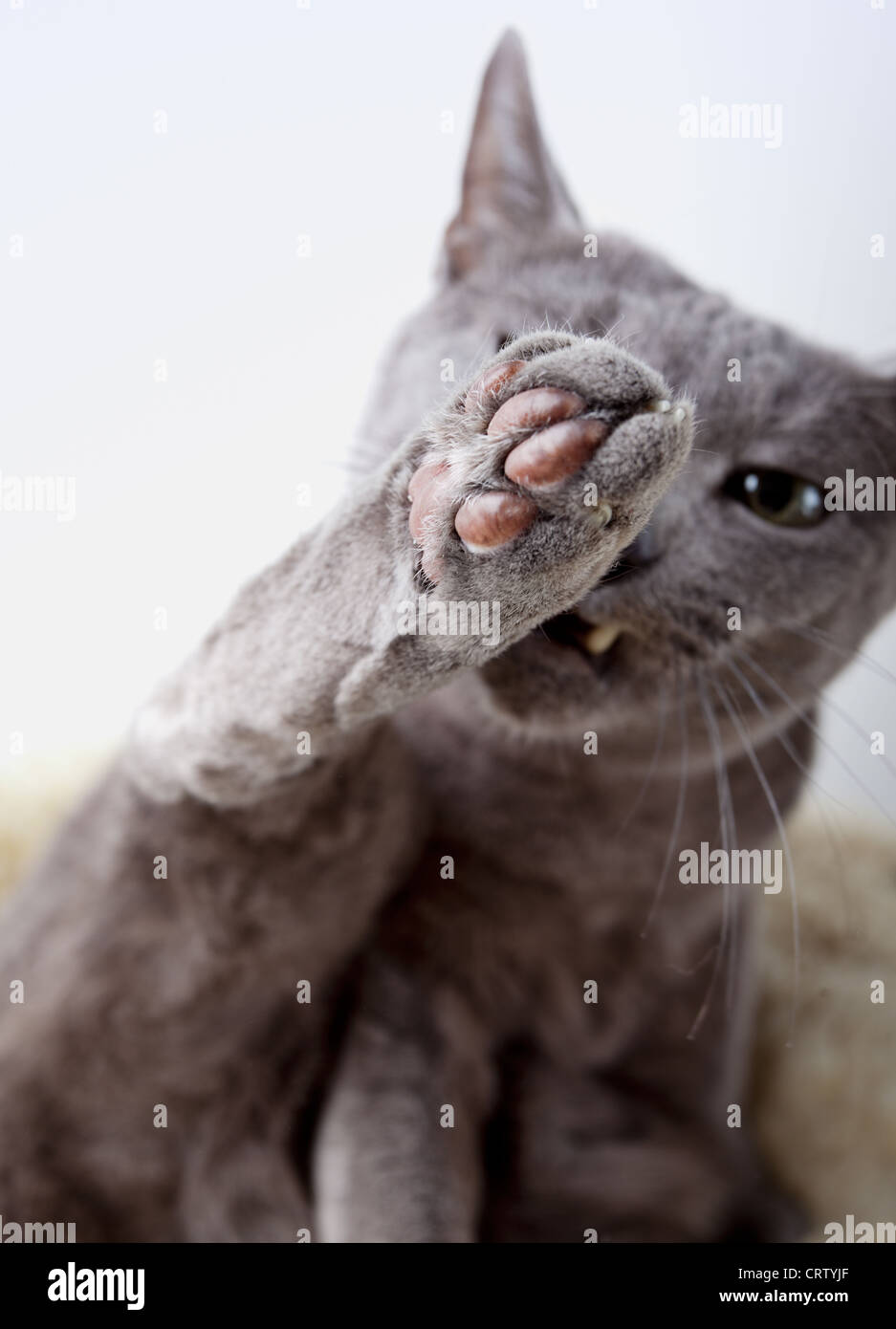 Russisch Blau Katze Stockfoto