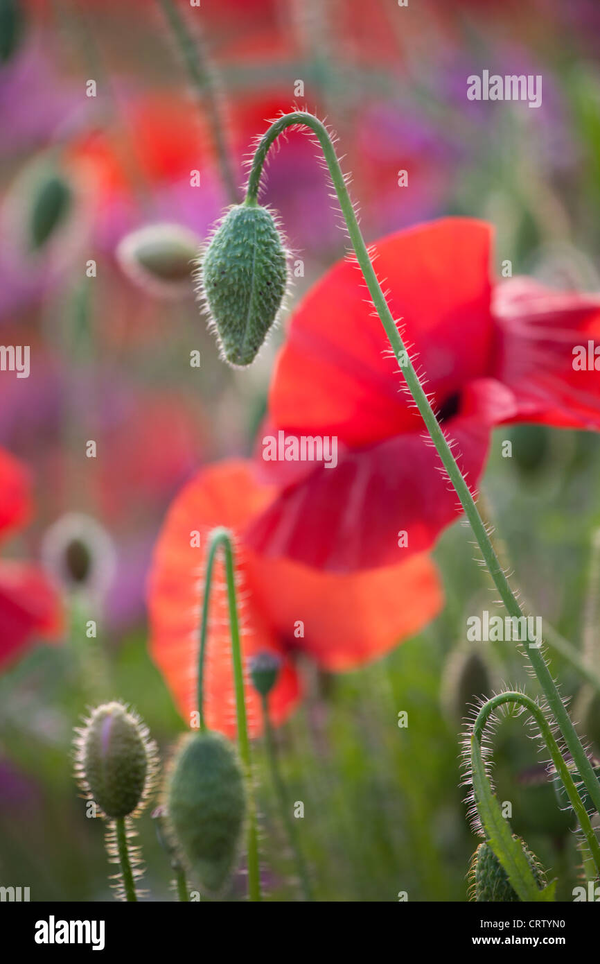 Red Poppy "Papaver Rhoeas" in ornamentalen Blumenbeet Stockfoto