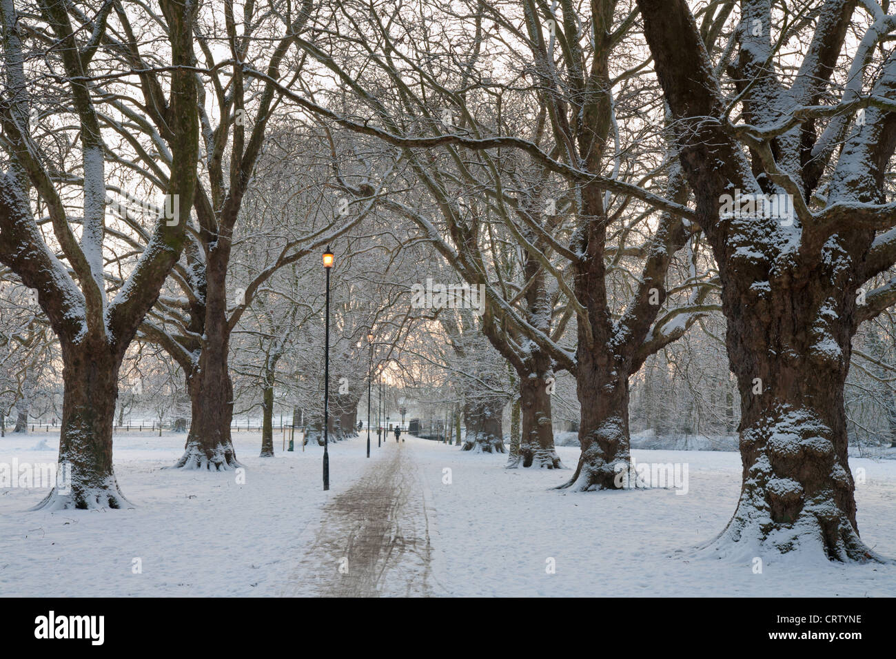 Am frühen Morgen Mittsommer Avenue Cambridge UK im Winterschnee Stockfoto