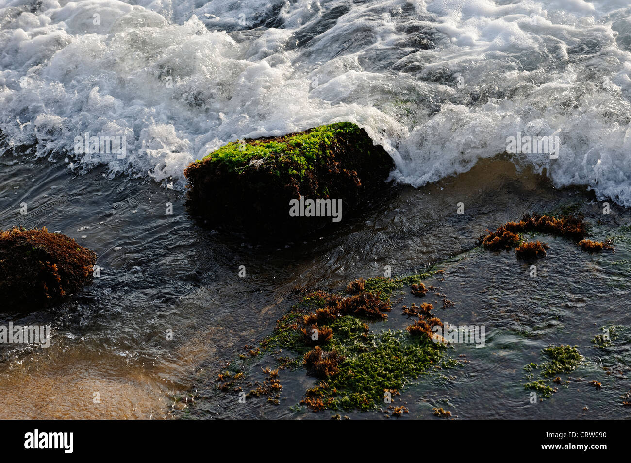 Rock bedeckt in Flechten am Strand von Galle Face, Colombo, Sri Lanka Stockfoto