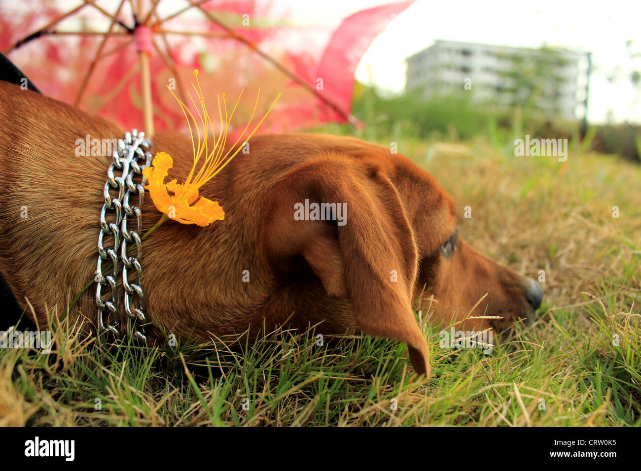 Dackel Welpen Stockfoto