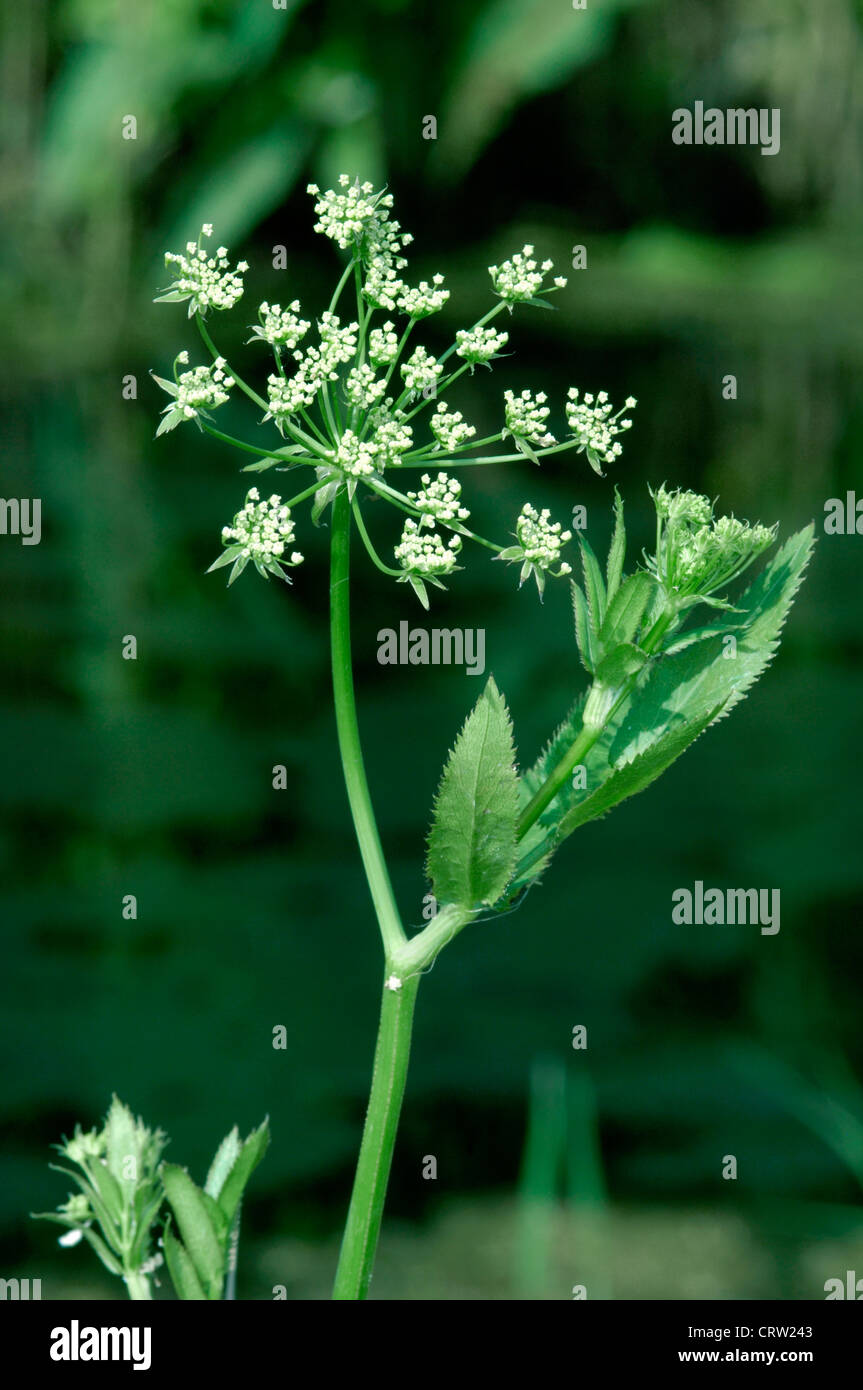 MEHR Wasser-PASTINAKEN Sium Latifolium (Apiaceae) Stockfoto
