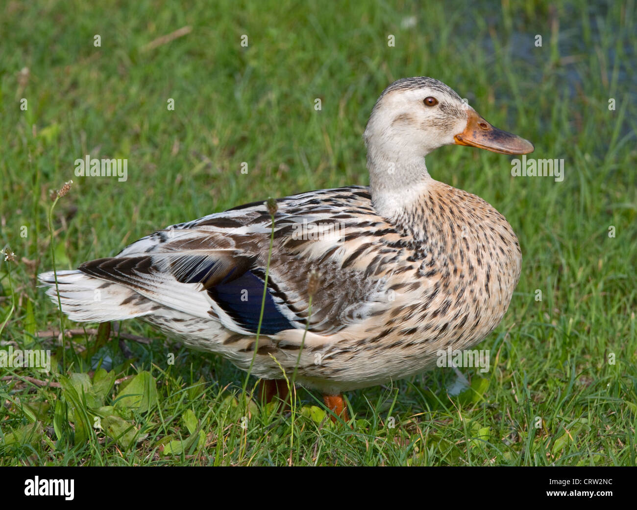 Helle weibliche Stockente (Anas Playtrhyncos), Italien Stockfoto