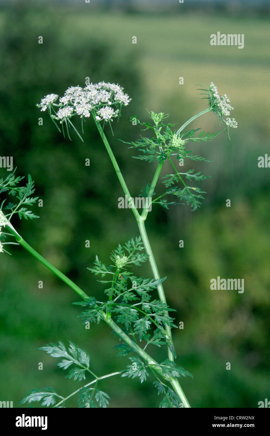 FOOL'S-PARSLEY Aethusa Cynapium (Apiaceae) Stockfoto