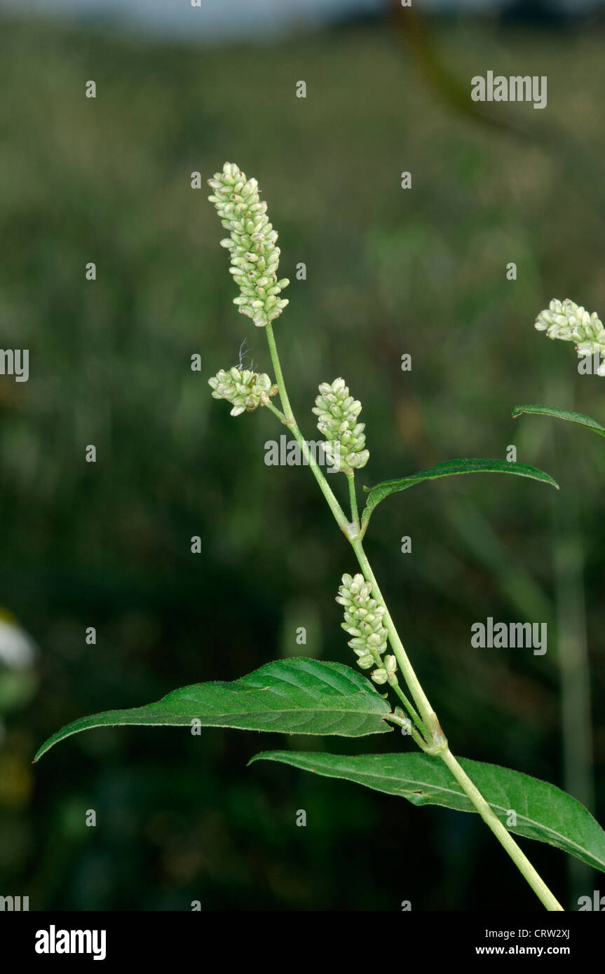 BLASSE PERSICARIA Persicaria Lapathifolia (Knie) Stockfoto