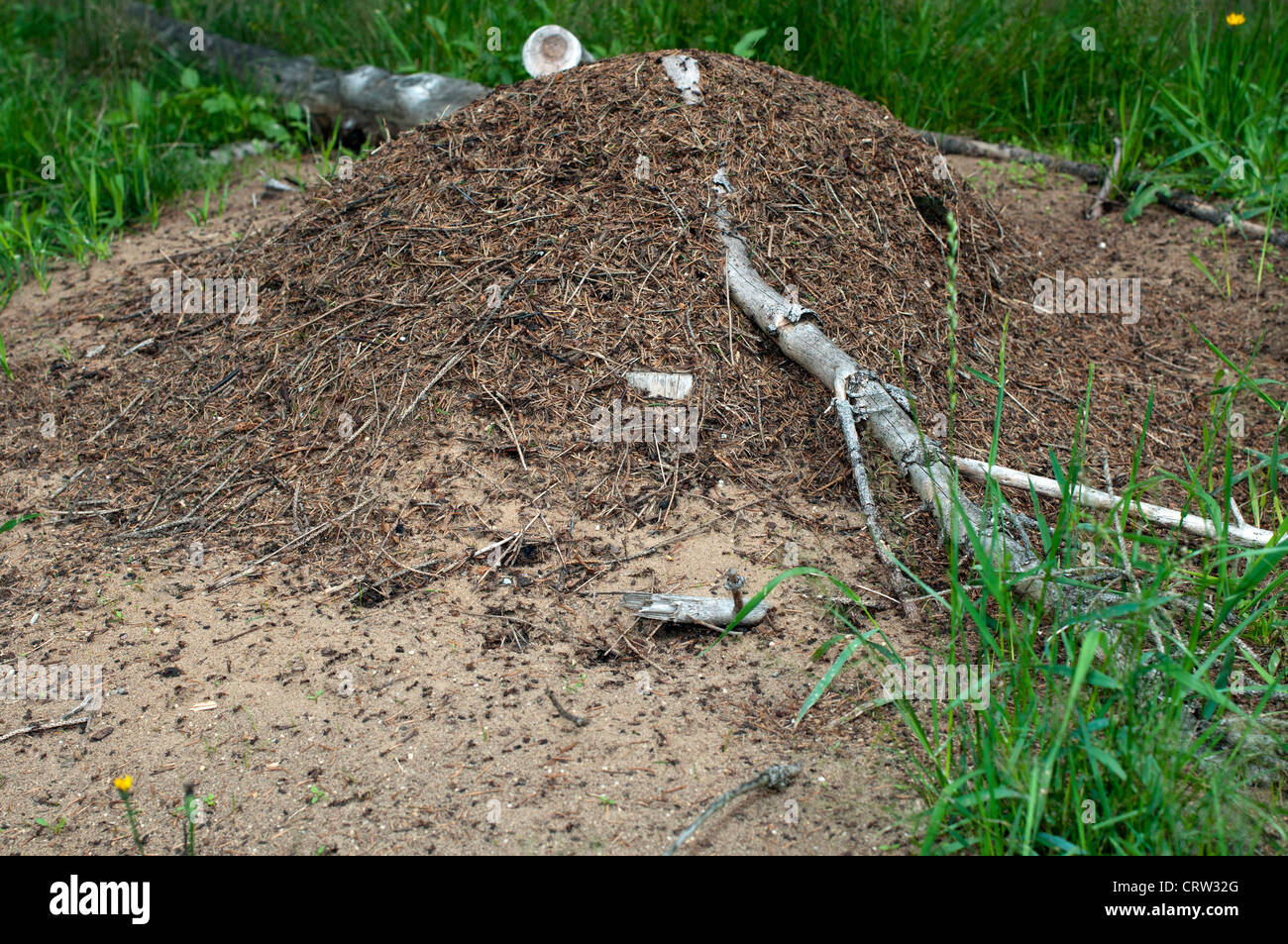 Ant Hill Stockfoto