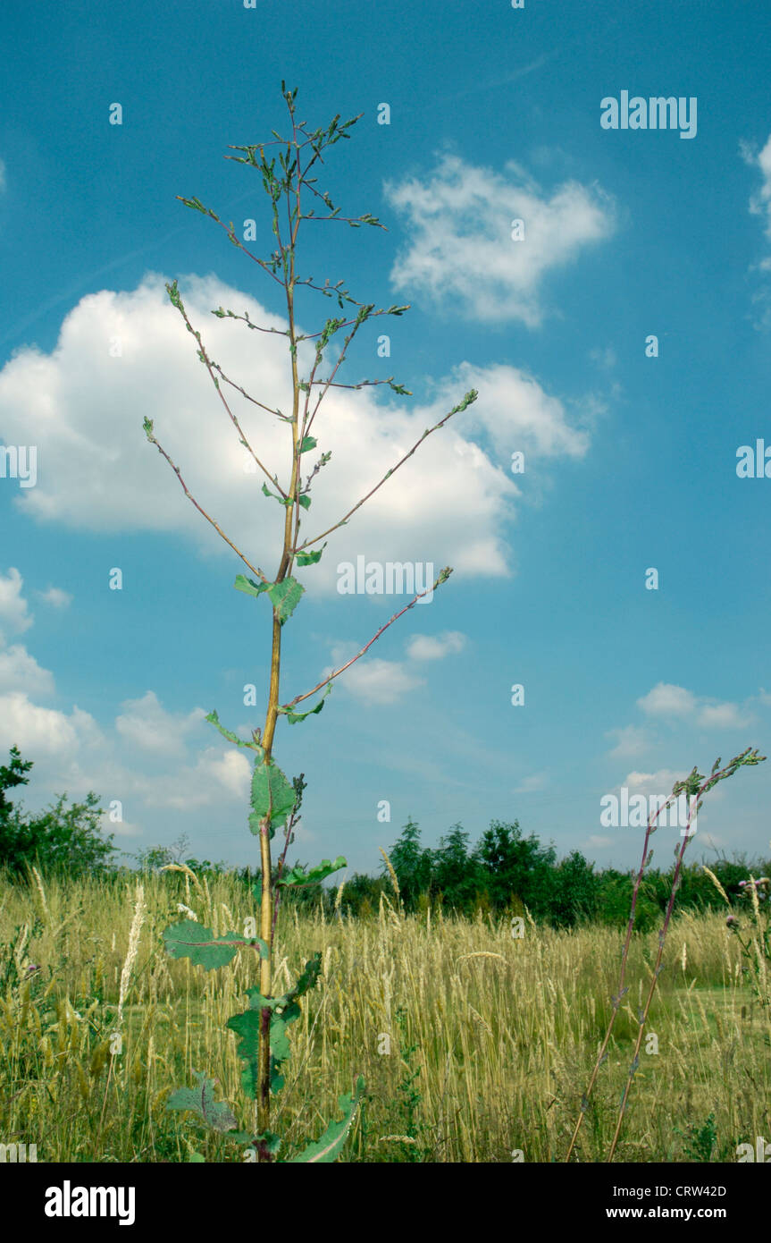 GROßER Salat Lactuca Virosa (Asteraceae) Stockfoto