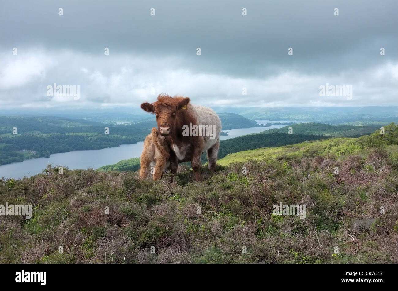 Luing Rind und Kalb auf Gummers wie Fütterung, mit Blick auf Lake Windermere, Cumbria Stockfoto