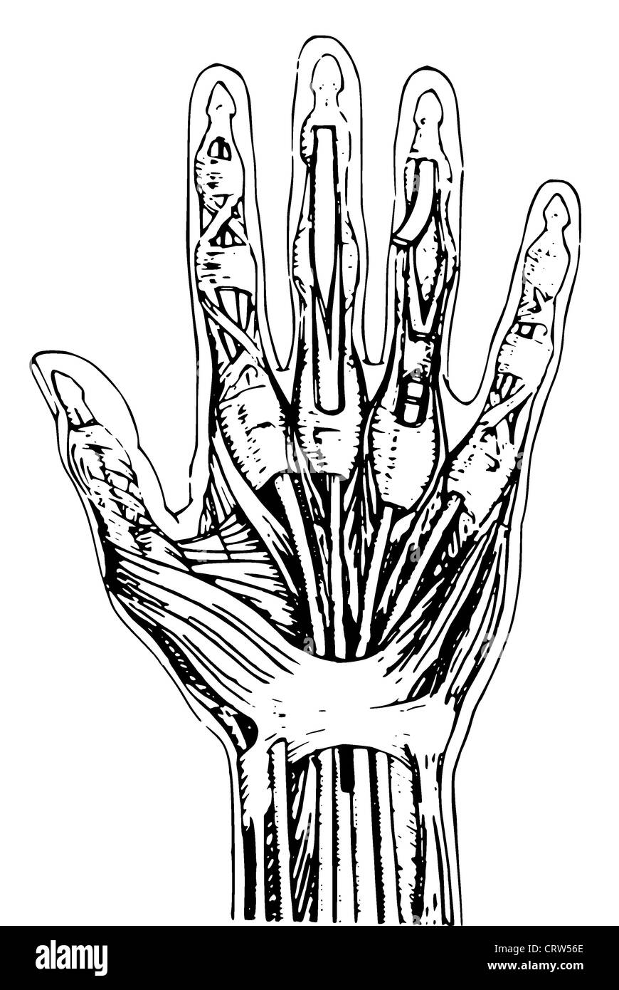 Anatomie der menschlichen hand Stockfoto