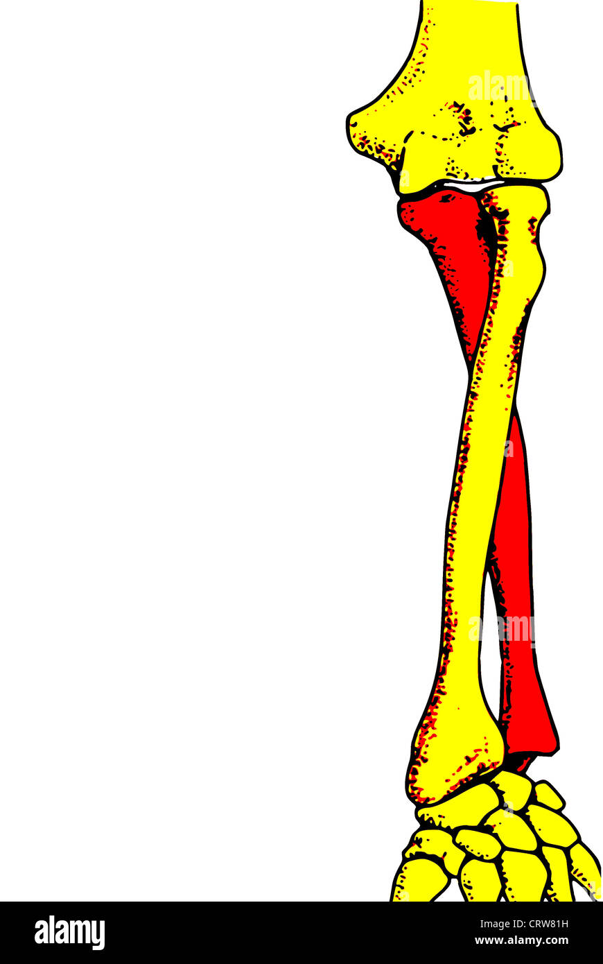 Drehung des Radius und ulna Stockfoto