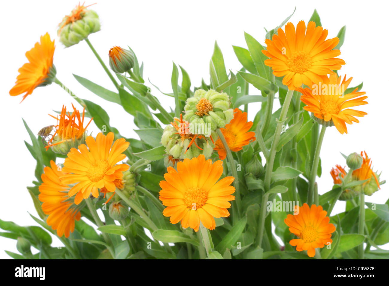 Bush der Calendula Blumen Stockfoto