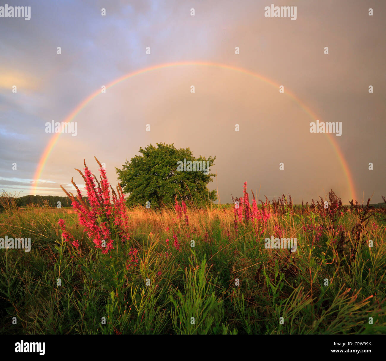 Baum unter th Regenbogen in den Himmel, Naturlandschaft Stockfoto