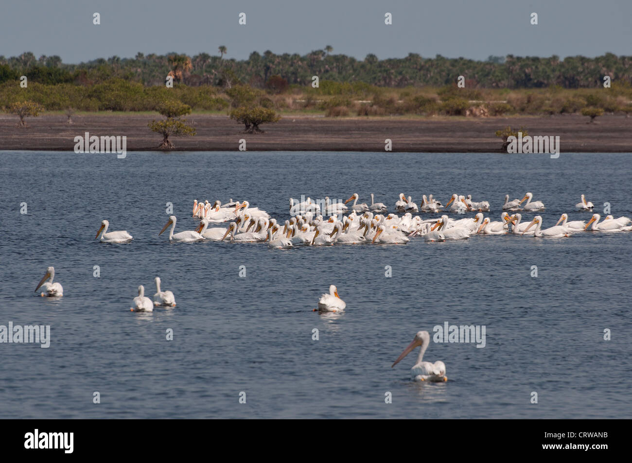 Amerikanische weiße Pelikane versammeln sich am Merritt Island National Wildlife Preserve entlang Floridas Space Coast. Stockfoto