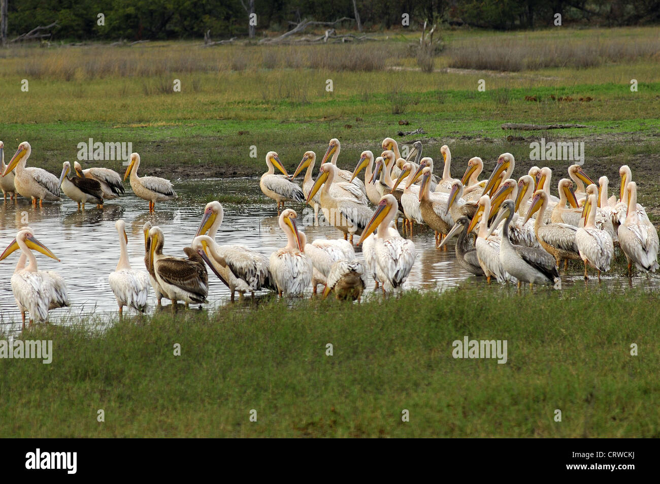 Große weiße Pelikane Stockfoto