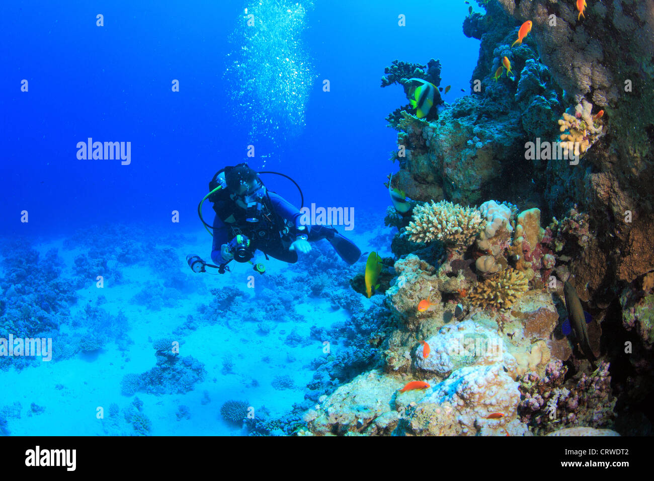 Tauchen im Roten Meer Stockfoto