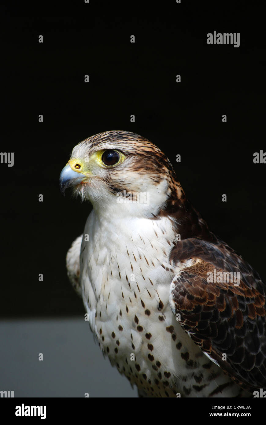 ein Erwachsener weiblicher Prairie falcon Stockfoto