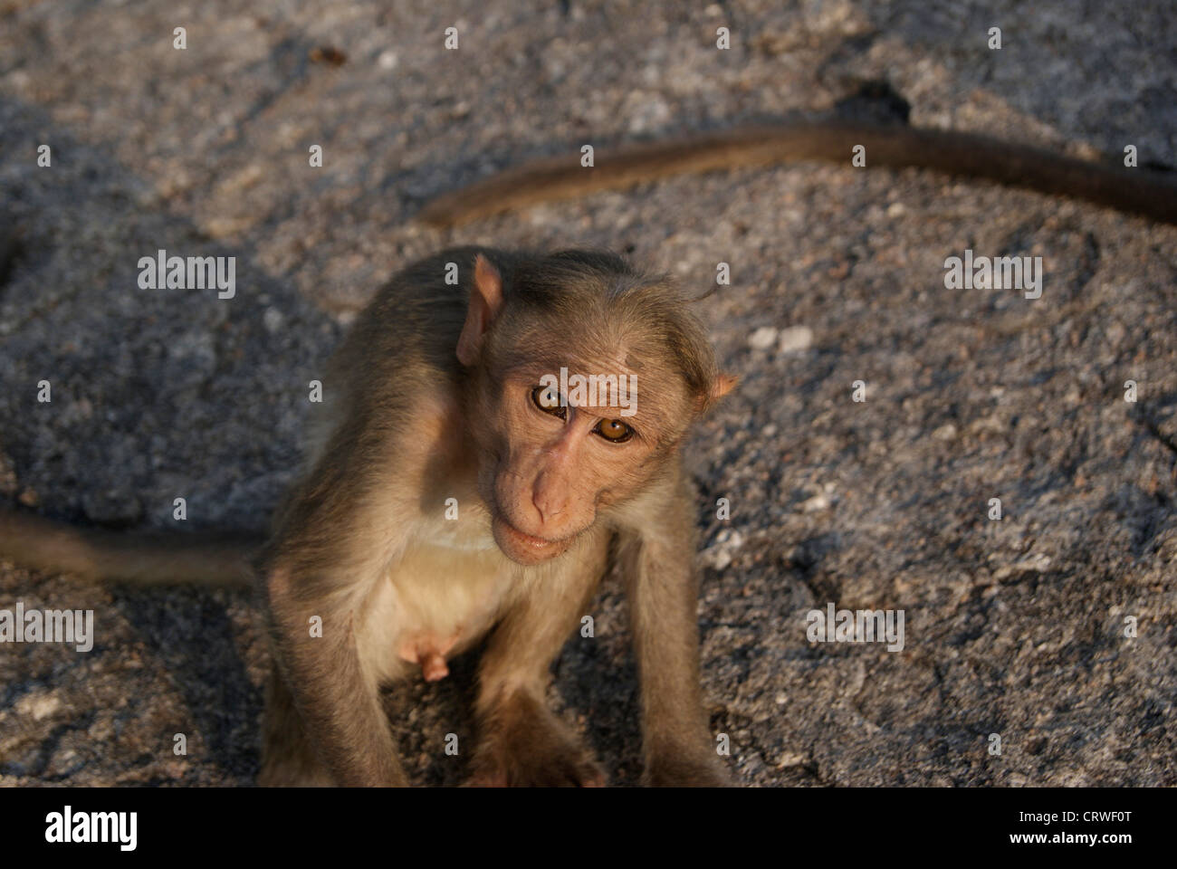 Wilde männliche indischen Affen suchen auf Objektiv. Szene aus felsigen Forest Hills of Western Ghats in Süd-Indien Stockfoto