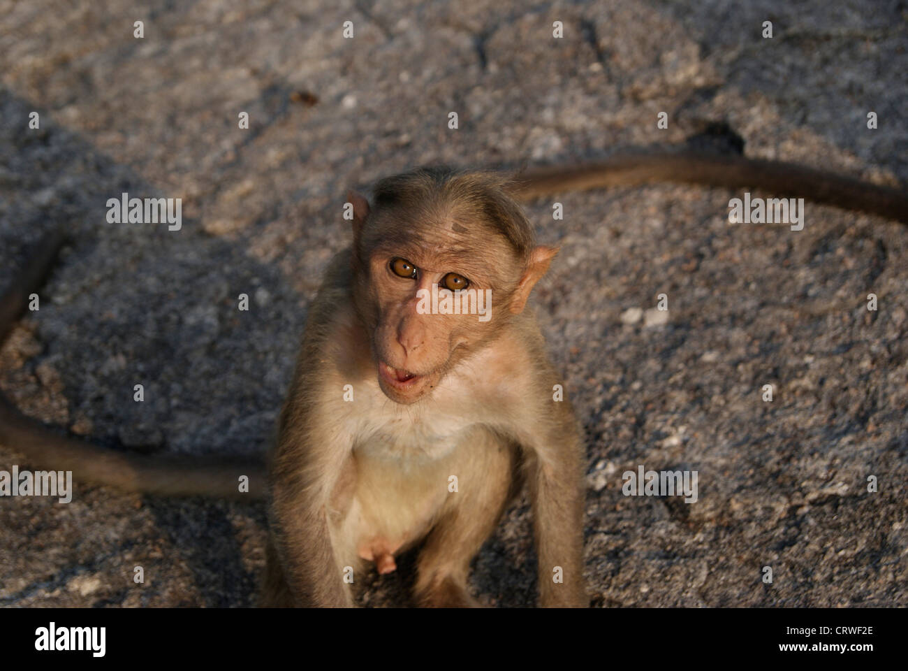 Wilde Affen aus felsigen Wald Hügel von Indien auf der Suche nach stark auf der Linse. Stockfoto