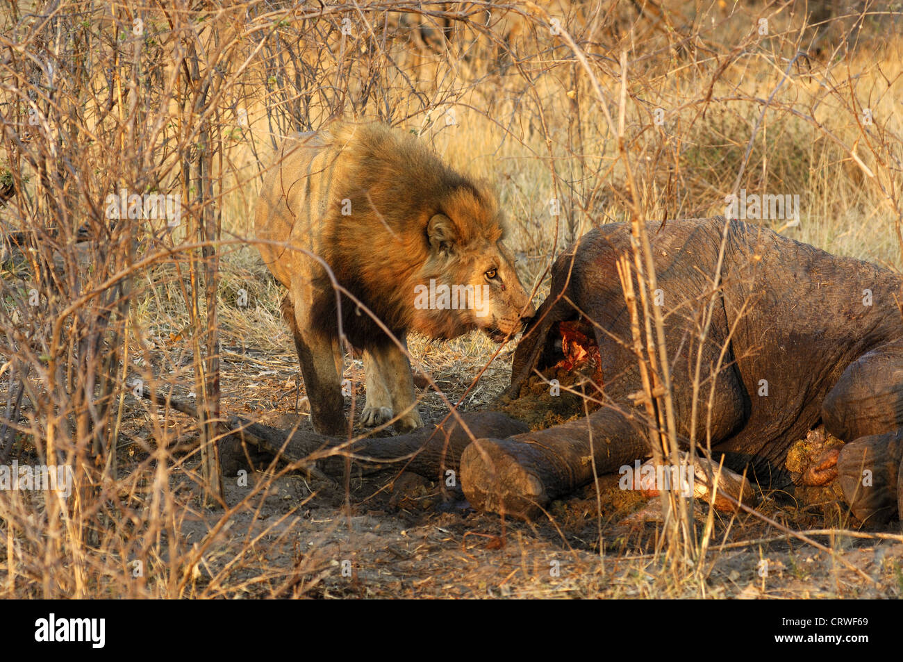 Männlicher Löwe einen getöteten Elefanten essen Stockfoto