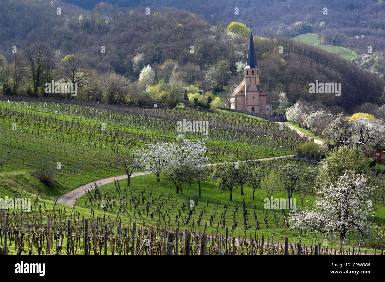 Saint André, Andlau, Elsaß, Frankreich Stockfotografie Alamy