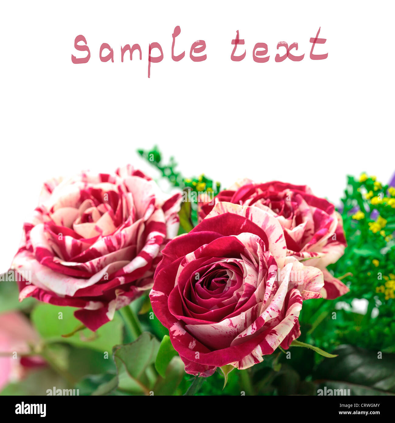 Lebendige Blumen rot-weiße Rose Bud (mit Beispieltext) Stockfoto