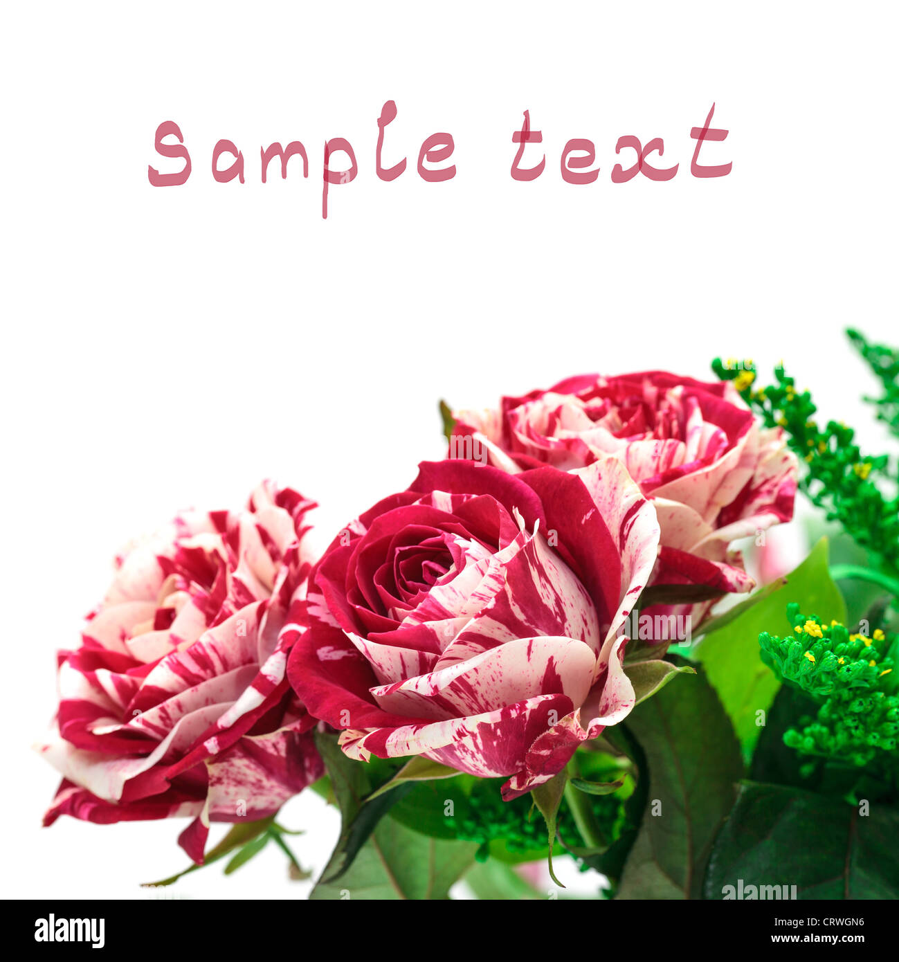 Lebendige Blumen rot-weiße Rose Bud (mit Beispieltext) Stockfoto