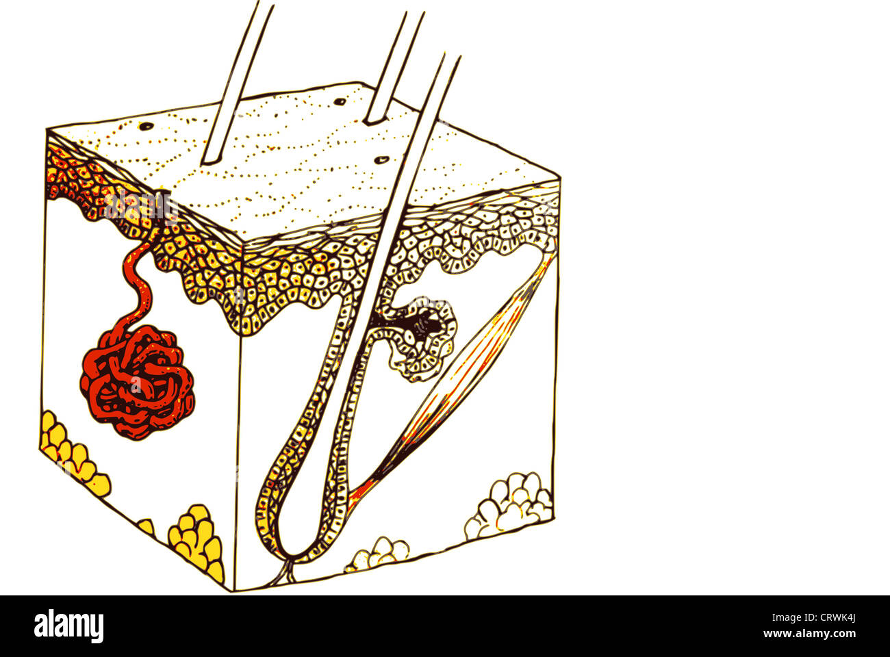 Eine Haar Haut Stockfoto Eine Haar Haut Stockfoto