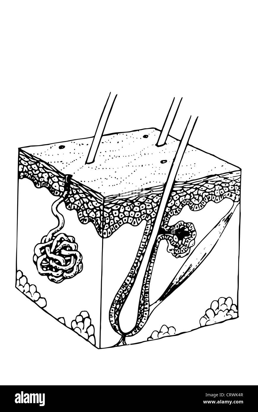 Haut Stockfoto Haut Stockfoto