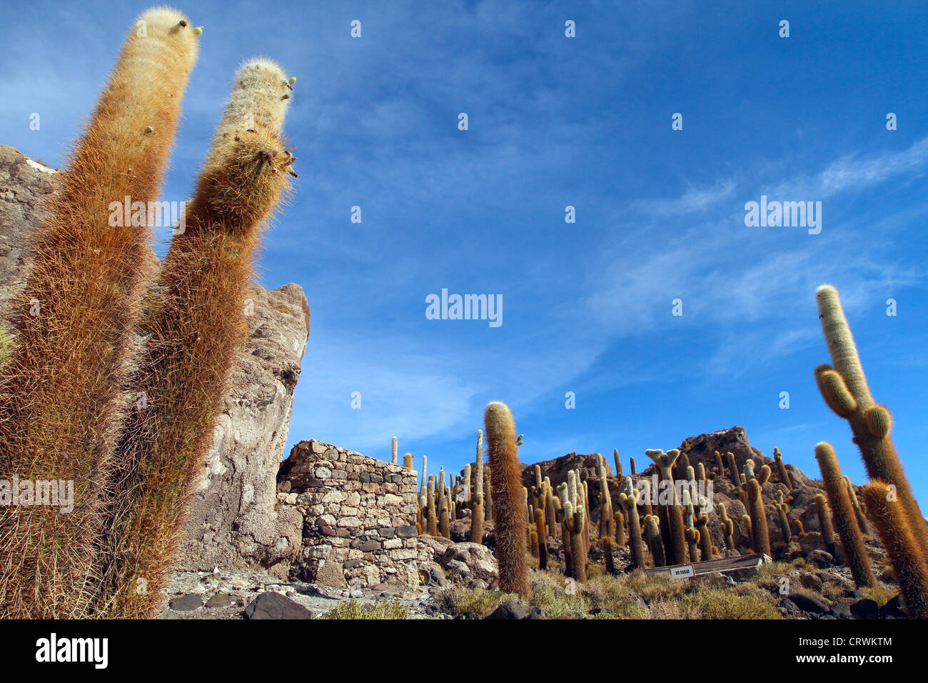 Incahuasi Insel in Uyuni, Bolivien Stockfoto